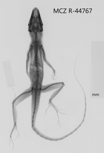 Media type: image;   Herpetology R-44767 Aspect: dorsoventral x-ray